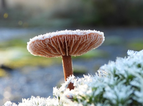 Herfst met wat winters.