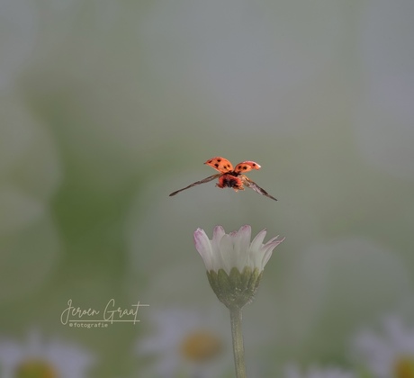 Lekker zomers beeld lieveheersbeestje 🐞 