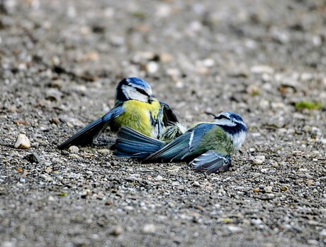 Crazy Little Thing Called Love