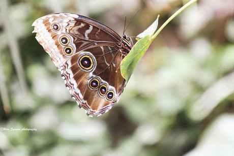 Blauwe Morpho