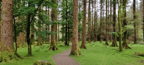 Gougane Barra National Forest Park