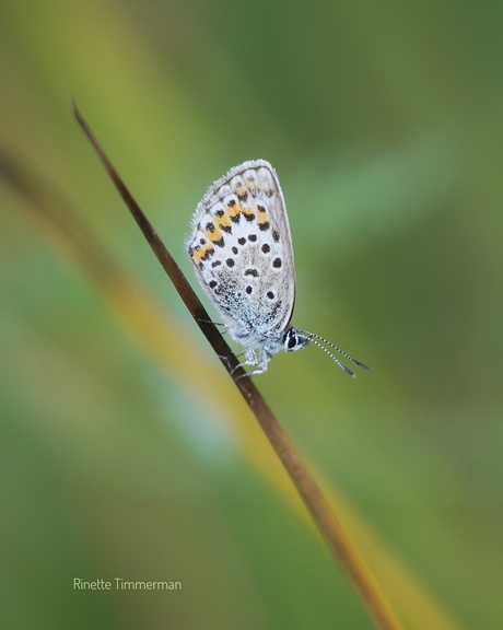 Heideblauwtje