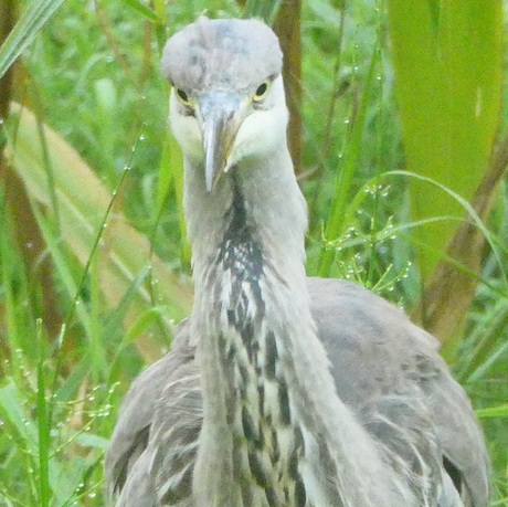 Blauwe reiger