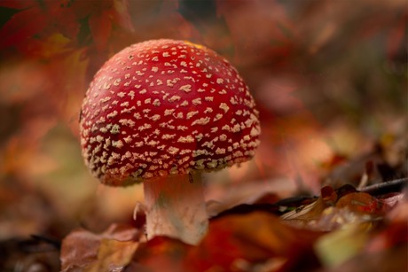 rood met witte stippen