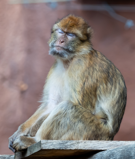 als ik mijn ogen dicht doe ,dan ben je er niet meer