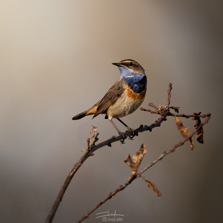 Blauwborst