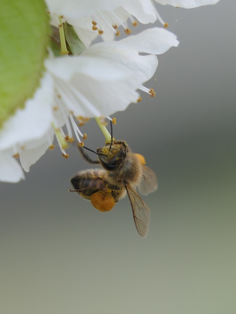Honingbij op Kersenboom