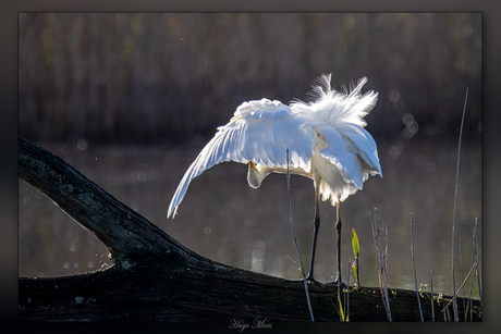 Grote zilverreiger