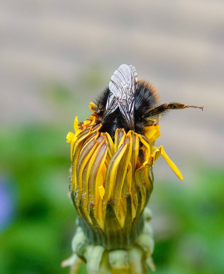 Weidehommel heeft trek!🐝🌼😁