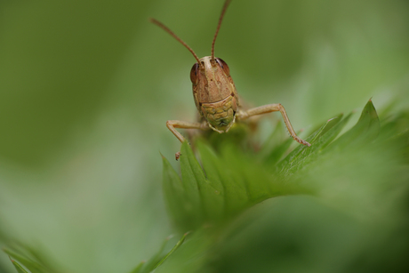 In het groen