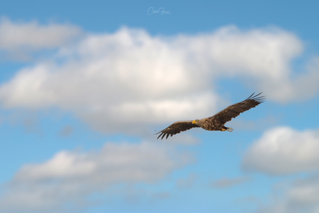 White-tailed eagle (Haliaeetus albicilla) - Zeearend - Θαλασσαετός