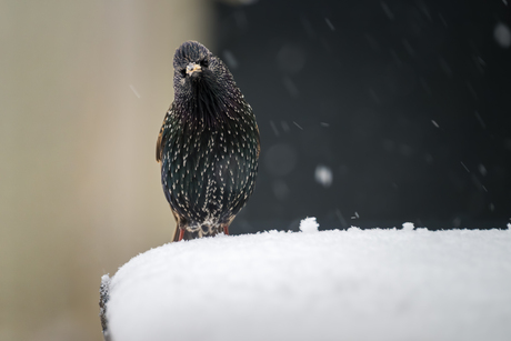 Spreeuw in sneeuw