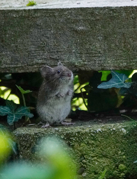 Schattig woelmuisje!🐀