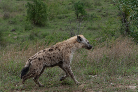 Lachen met de Hyena's