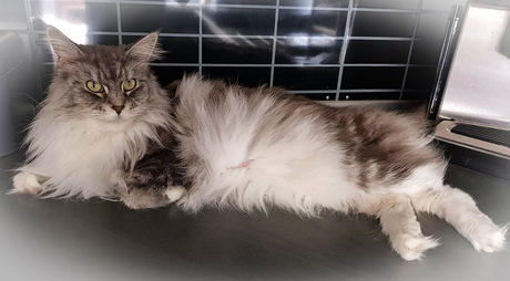 Maine coon Diva Gida 