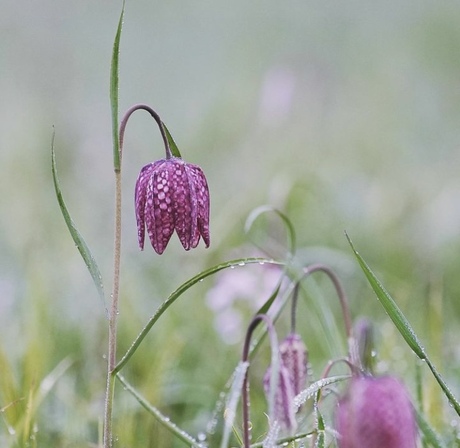 Kievitsbloem oftewel de Zwolse tulp.