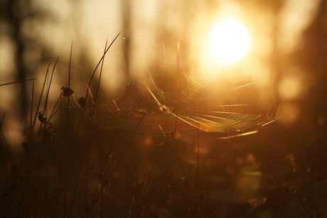 Spin in web bij zonsondergang