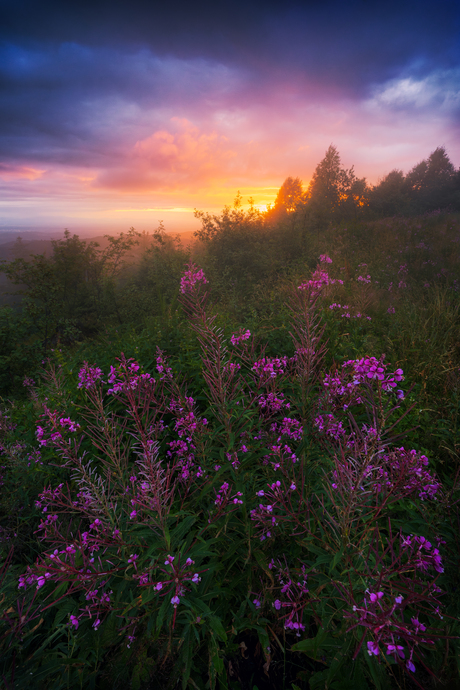 Dromerige zonsondergang in het Zwarte Woud