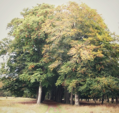 Herfst in de bossen Landgoed De Klenkcke