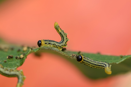 Bladwesp larve