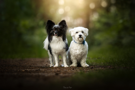 Friends