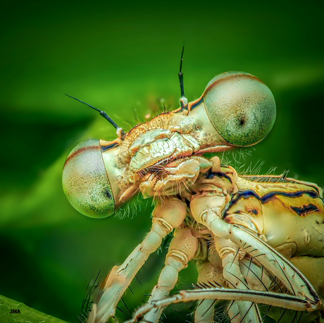 Breedscheenjuffer