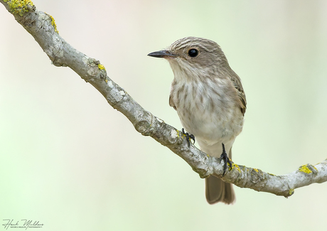 Mediterrane vliegenvanger ssp balearica (Muscicapa tyrrhenica balearica)