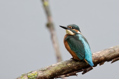 Ijsvogel