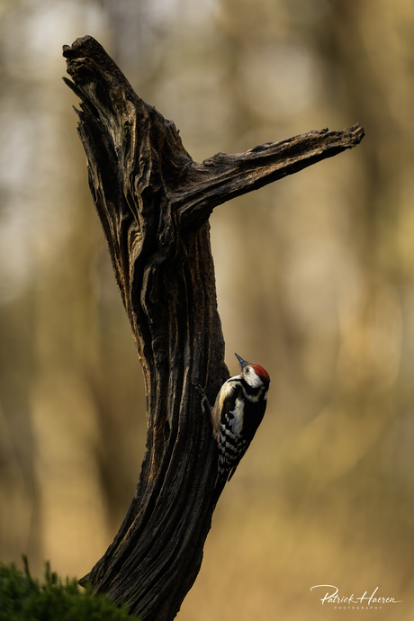 Middelste bonte specht...