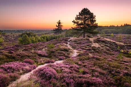 Terschelling