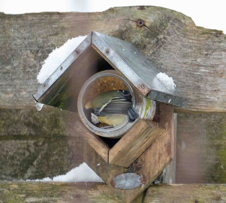 Opgevouwen Pimpelmees