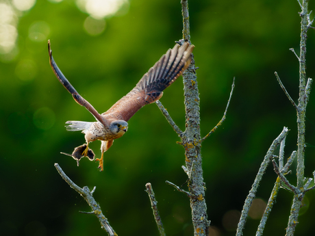 Torenvalk met prooi - Mookerheide