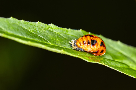 Pop van een Aziatisch lieveheersbeestje