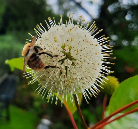 Kogelbloem