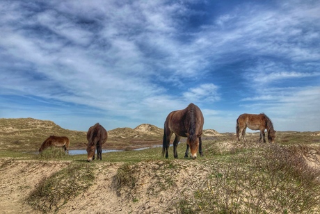 Paarden in het Noord-Hollands Duinreservaat