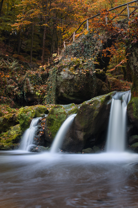 Fairytail forest