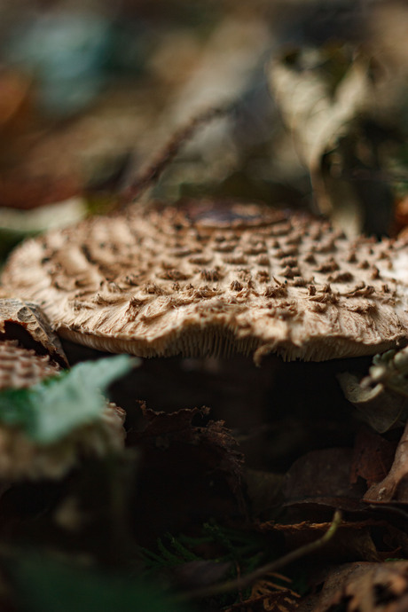 ook deze in de tuin