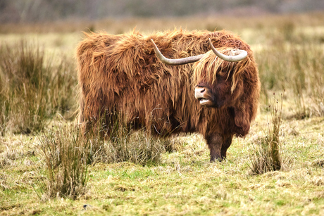 Schotse hooglander