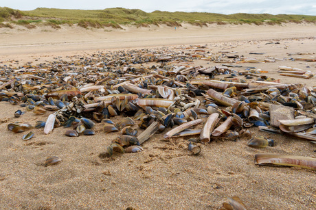 Amerikaanse zwaardschede op het Hollandse strand