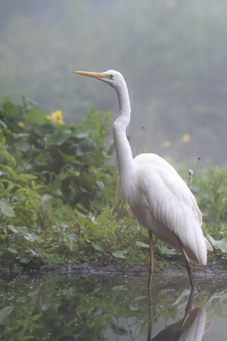 zilverreiger