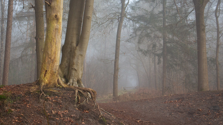 Mist in het bos