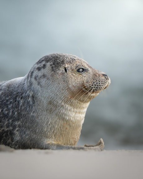Zeehond in Katwijk  
