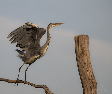 Blauwe reiger