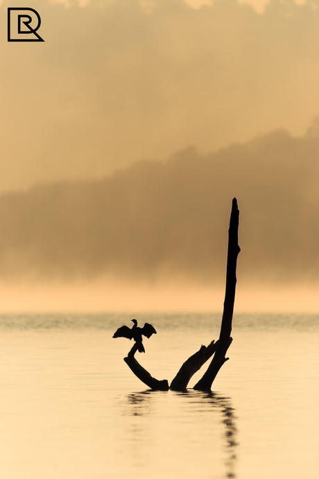 Aalscholver in de mist