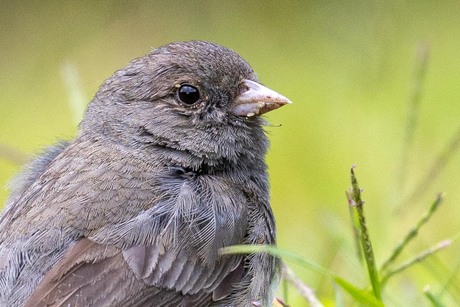 De grijze junco....