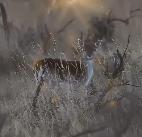 Ontmoeting bij zonsopkomst; schilderij of foto