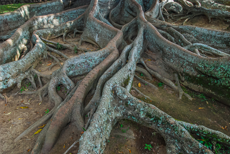 Luchtwortels van een Bananenboom op de Azoren - foto Jan Korebrits