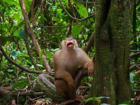 Schreeuw om aandacht