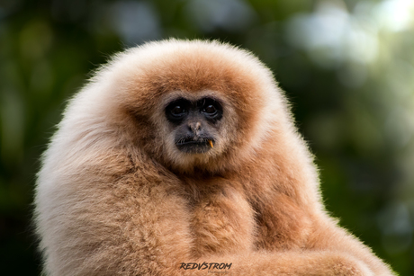 WithandGibbon