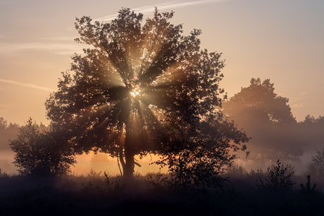 Zonsopkomst op de Kanonsberg, Maashorst